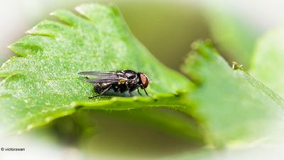 Insects