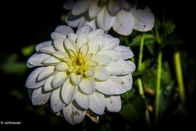 Dahlia