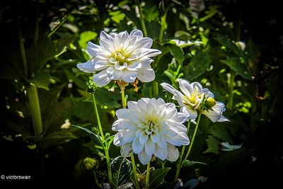 Dahlia