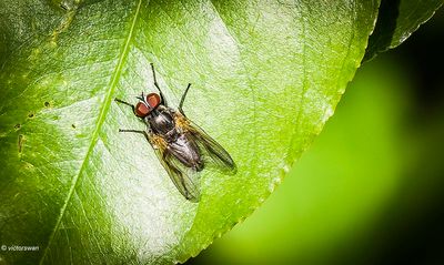 Insects