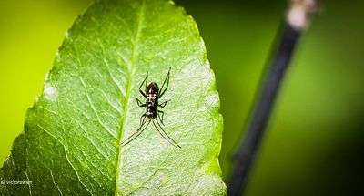 Insects