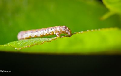 Butterflies - Caterpillars