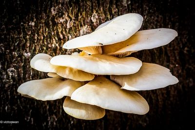 Mushrooms