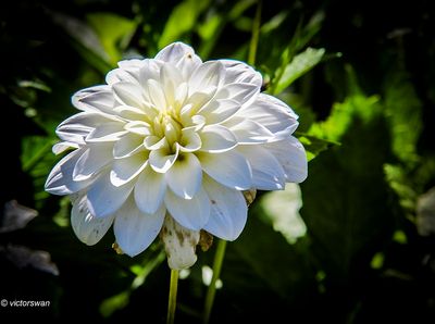 Dahlia