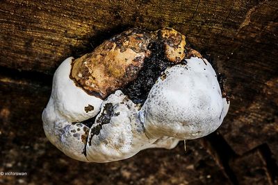 Mushrooms