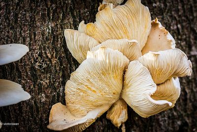 Mushrooms