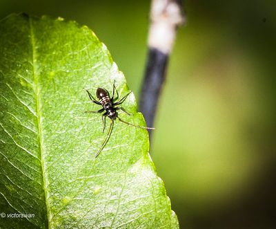 Insects
