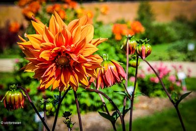 Dahlia
