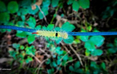 Butterflies - Caterpillars