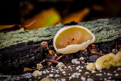 Mushrooms