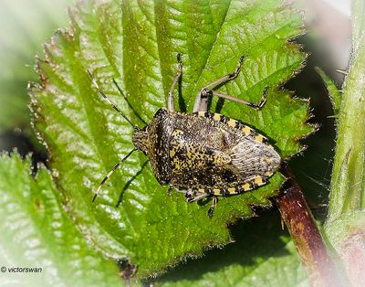 Insects