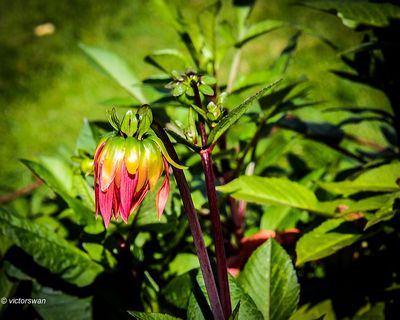 Dahlia