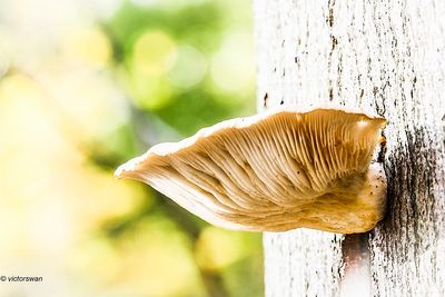 Mushrooms