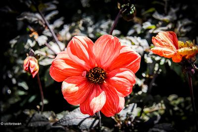 Dahlia