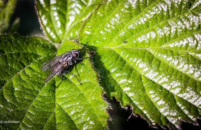 Insects