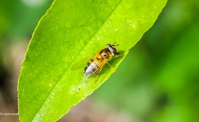 Insects