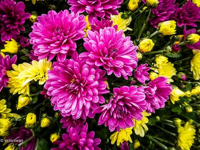 Flowers