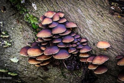 Mushrooms