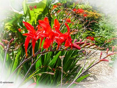 Meise National plant garden of belgium