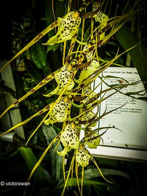 Meise National plant garden of belgium