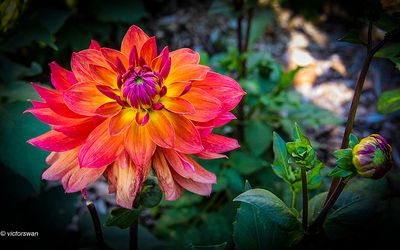 Dahlia