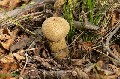  Lycoperdon lividum