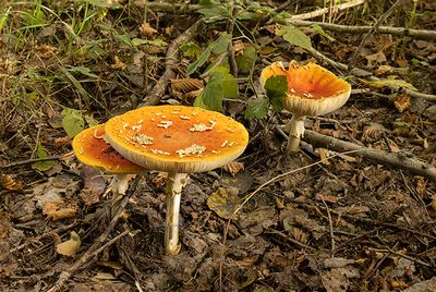 Amanita muscaria