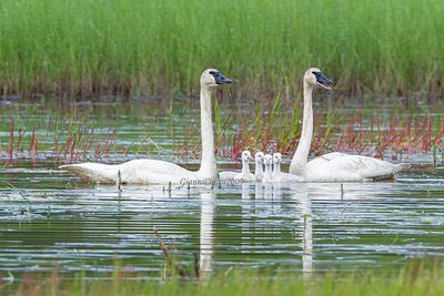 Trumpeter Swan + pullus