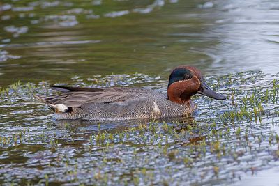 Green-winged Teal (m.)