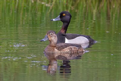Ring-necked Duck (cp)
