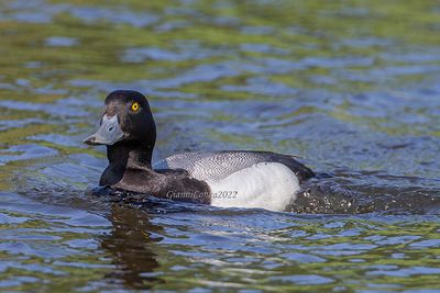 Greater Scaup (m).