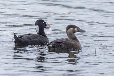 Surf Scoter (cp)