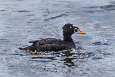 Surf Scoter (m)