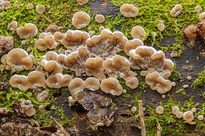 Auricularia mesenterica