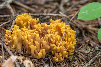 Ramaria testaolivacea