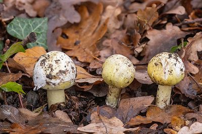 Amanita phalloides