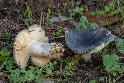 Russula parazurea