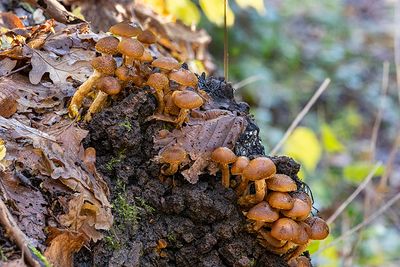 Armillaria gallica