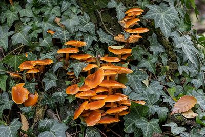 Flammulina velutipes