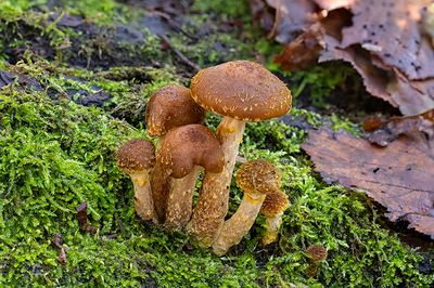 Armillaria gallica