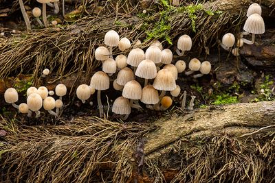 Coprinellus disseminatus