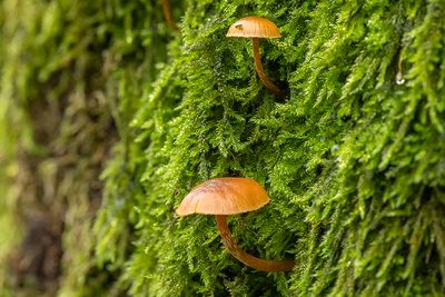 Galerina marginata