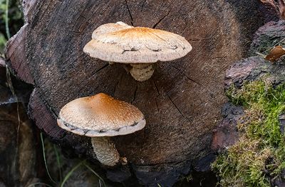 Hemipholiota populnea