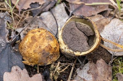 Scleroderma polyrhizum