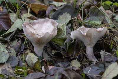 Clitocybe nebularis
