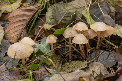 Mycena galericulata