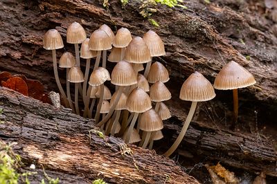 Mycena