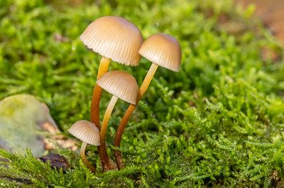Mycena inclinata
