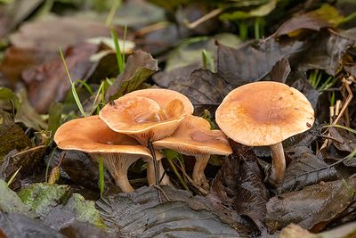 Paralepista flaccida