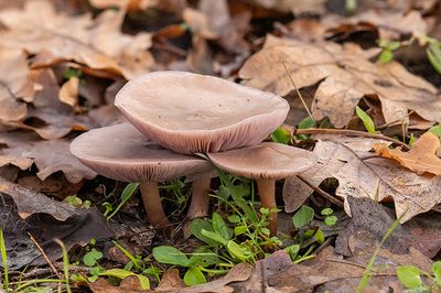 Lepista sordida